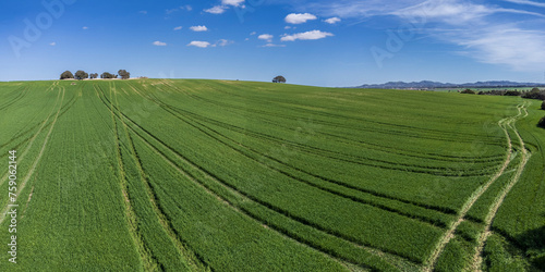 cereal cultivation field between Villafranca de Bonany and Porreres, Majorca, Balearic Islands, Spain