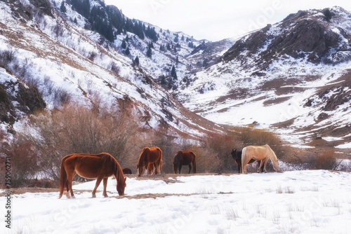 Horses graze in herd in the mountains, looking for food under the snow in winter or early spring © Lana Kray