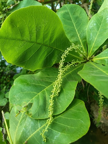 Terminalia catappa is a large tropical tree in the leadwood tree family, Combretaceae, native to Asia, Australia, the Pacific, Madagascar and Seychelles. photo