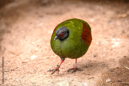 A Crested Partridge photo