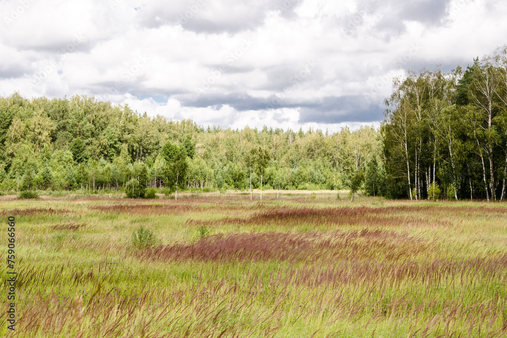 Landscape with a meadow and forest in the background, Russia Landscape with a meadow and forest in the background, Russia