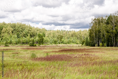 Landscape with a meadow and forest in the background, Russia