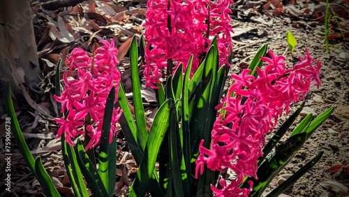 A  Hyacinth plant in full bloom with magenta flowers and green leaves. © Tim
