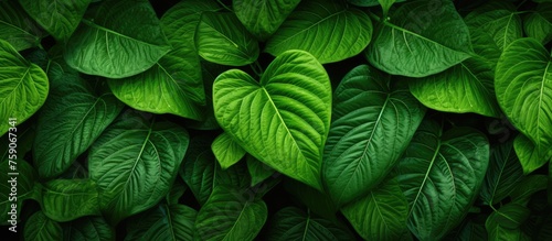 Bright green leaf covering