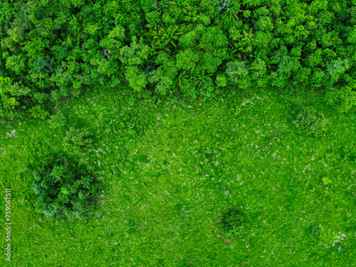 Aerial top down of tropical trees during summer in city of Tangara da Serra in Mato Grosso