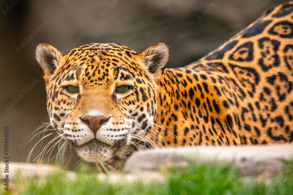 A Leopard at the zoo A Leopard at the zoo
