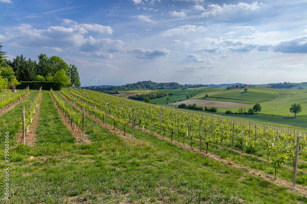 Typical vineyard near Castello di Razzano and Alfiano Natta, Barolo wine region, province of Cuneo, region of Piedmont, Italy