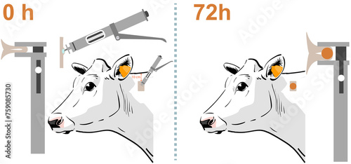 Intradermal tuberculin test in cattle applied on the neck boards with tuberculin gun and tuberculin skin test caliper