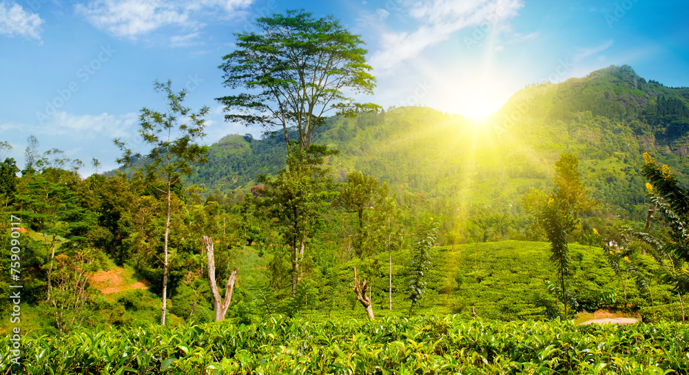 Tea plantation on the slopes of the mountains and sunrise. Wide photo. Sri Lanka Tea plantation on the slopes of the mountains and sunrise. Wide photo. Sri Lanka