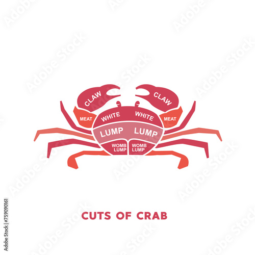 vector illustration guide Meat cuts set. crab Butcher Poster diagrams and schematics.