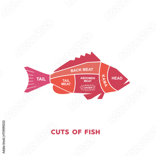 vector illustration guide Meat cuts set. fish Butcher Poster diagrams and schematics.