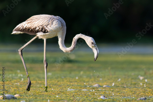 Young flamingo (Phoenicopterus roseus) with white plumage, resting along a river during migration. photo