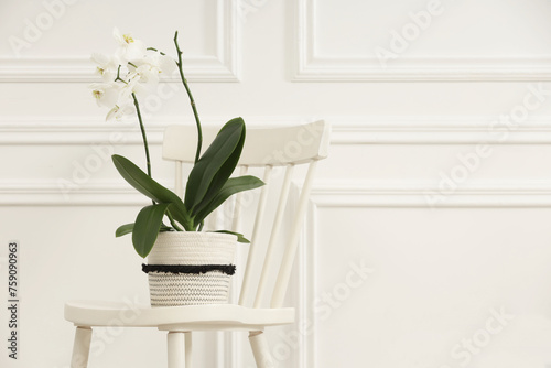 Blooming orchid flower in pot on chair near white wall indoors, space for text