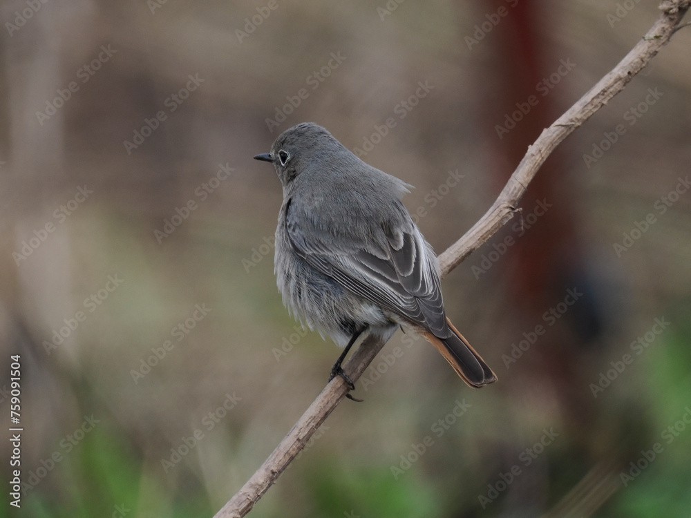 Fototapeta premium Hausrotschwanz (Phoenicurus ochruros)