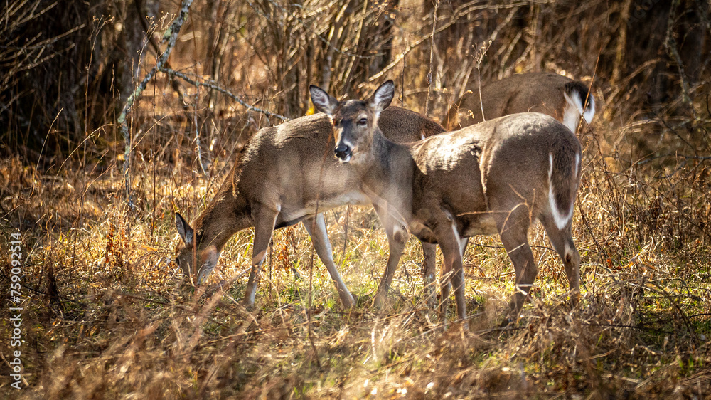 Fototapeta premium deer in the woods