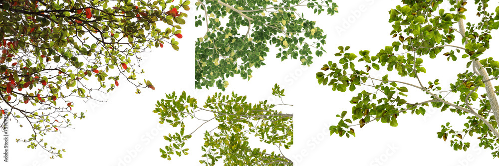 tropical tree leaves branch transparent background