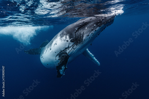 White Humpback Whale photo