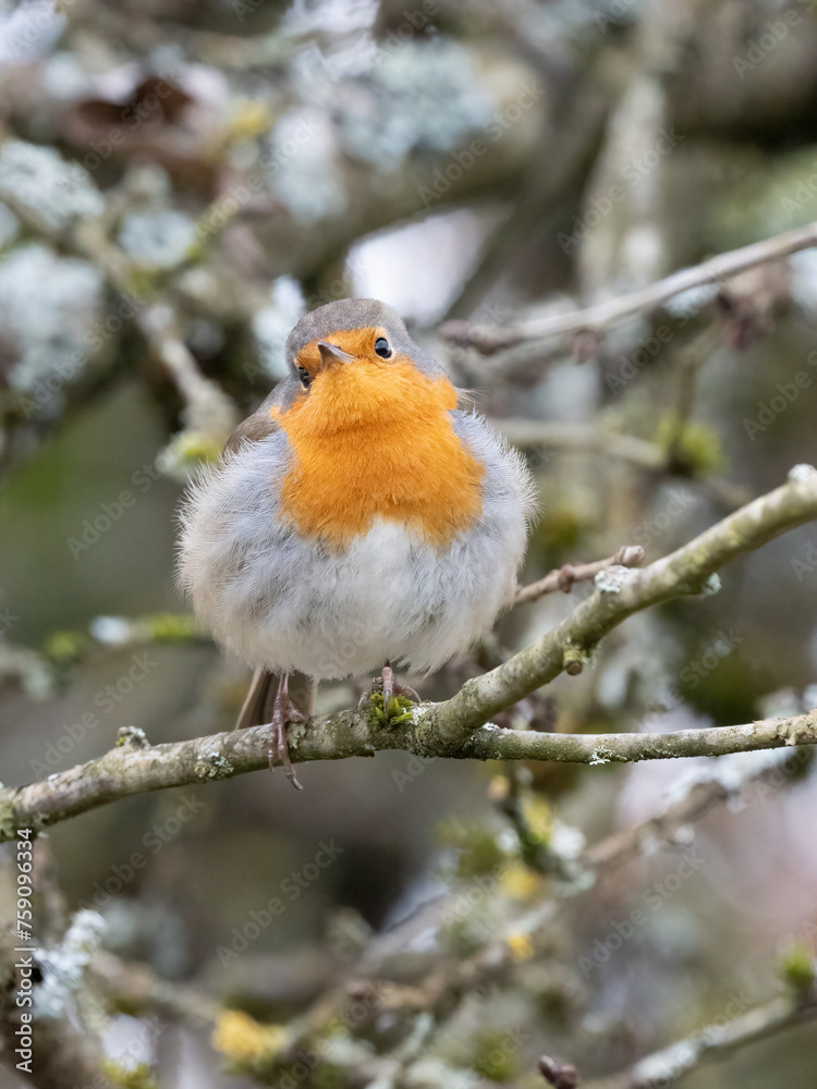 Rotkehlchen (Erithacus rubecula)