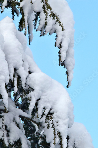 Viel Neuschnee auf den Ästen einer Hemlocktanne (Tsuga) vor blauem Himmel © Anton Faustmann