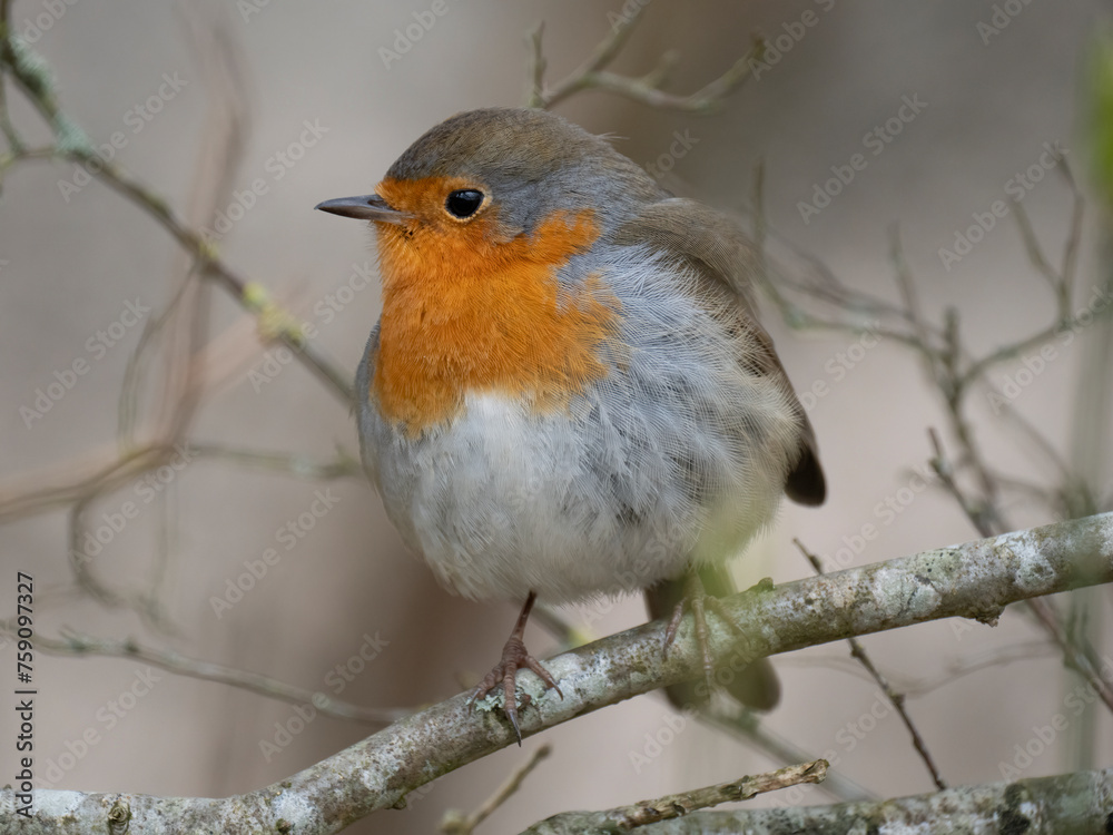 Rotkehlchen (Erithacus rubecula) Rotkehlchen (Erithacus rubecula)
