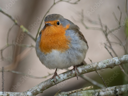 Rotkehlchen (Erithacus rubecula)