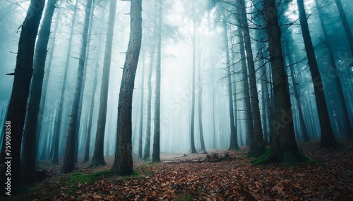 mysterious background of dark and haunted forest