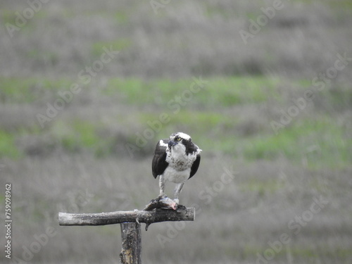Osprey perched on a wooden perch with a fish in its talons. Edwin B. Forsythe National Wildlife Refuge, Galloway, New Jersey. photo