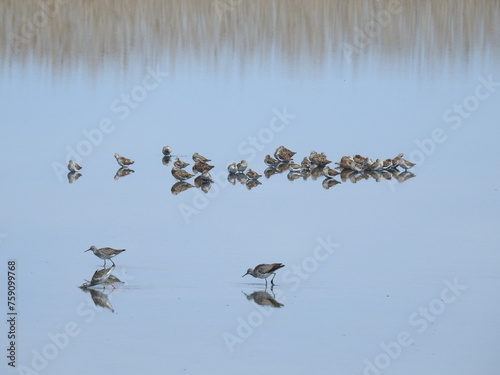 A group of shorebirds gathered together, enjoying a beautiful day in the wetland waters of the Edwin B. Forsythe National Wildlife Refuge, Galloway, New Jersey. photo