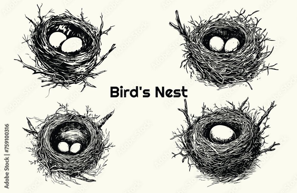 Fototapeta premium Set of bird's nest. Collection of nests with eggs. Wildlife. Vector illustration of birdhouse nest. Hand-drawn sketch vector.