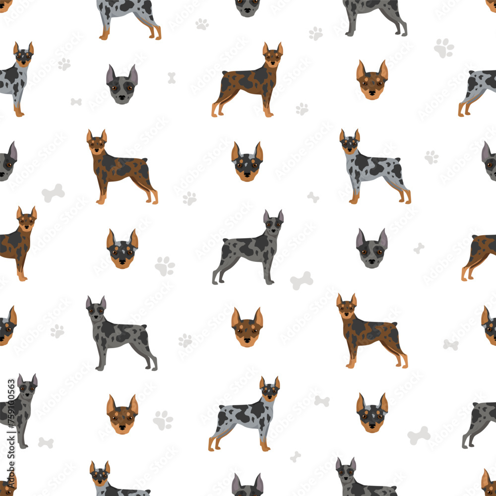 Harlequin pinscher seamless pattern. Different poses, coat colors set Harlequin pinscher seamless pattern. Different poses, coat colors set