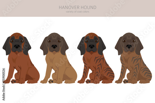 Hanover hound puppy clipart. Different poses, coat colors set photo