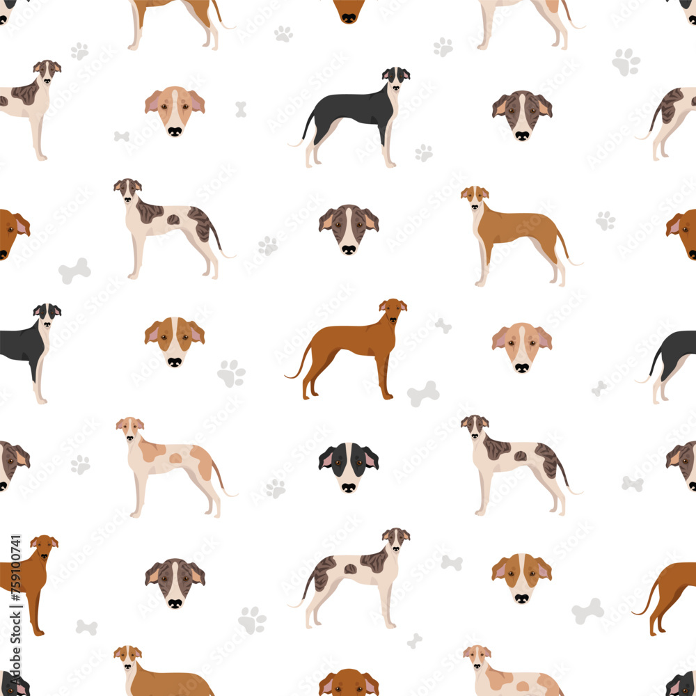 Hungarian greyhound seamless pattern. Different poses, coat colors set