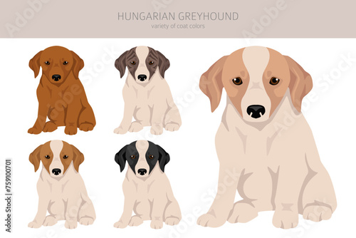 Fototapeta Naklejka Na Ścianę i Meble -  Hungarian greyhound puppy clipart. Different poses, coat colors set