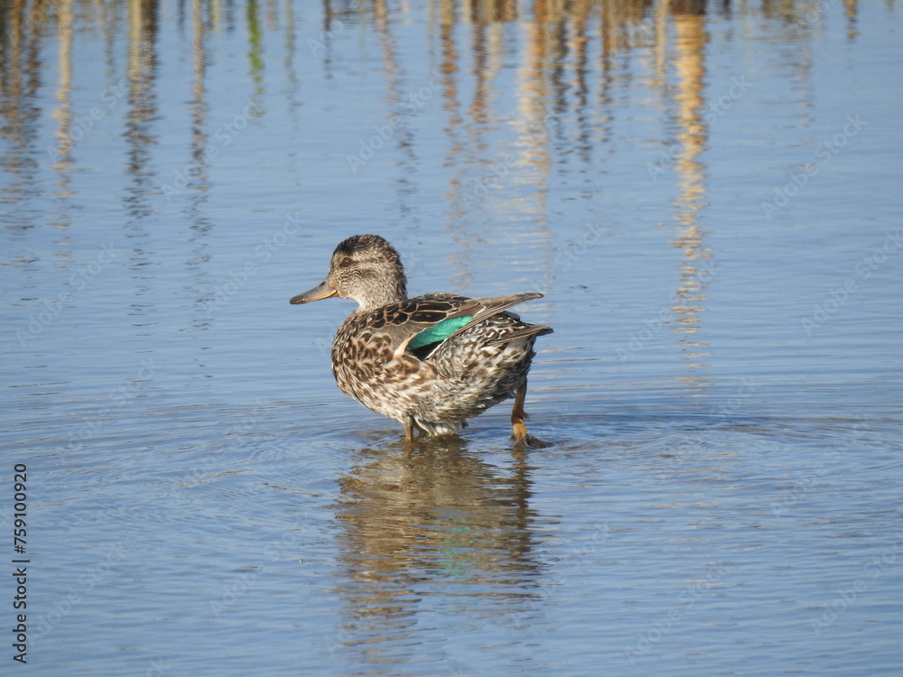 Fototapeta premium A female, green-winged teal duck wading through the shallow wetland waters of the Edwin B. Forsythe National Wildlife Refuge, Galloway, New Jersey.