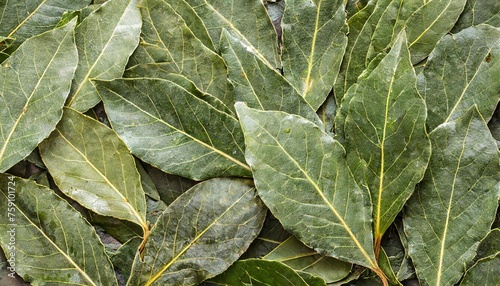 background with a bay leaf photo