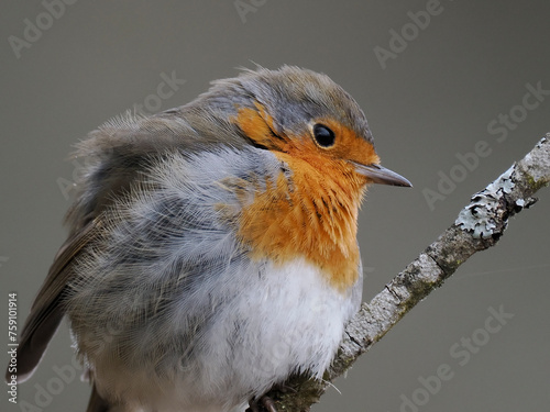 Rotkehlchen (Erithacus rubecula)  photo