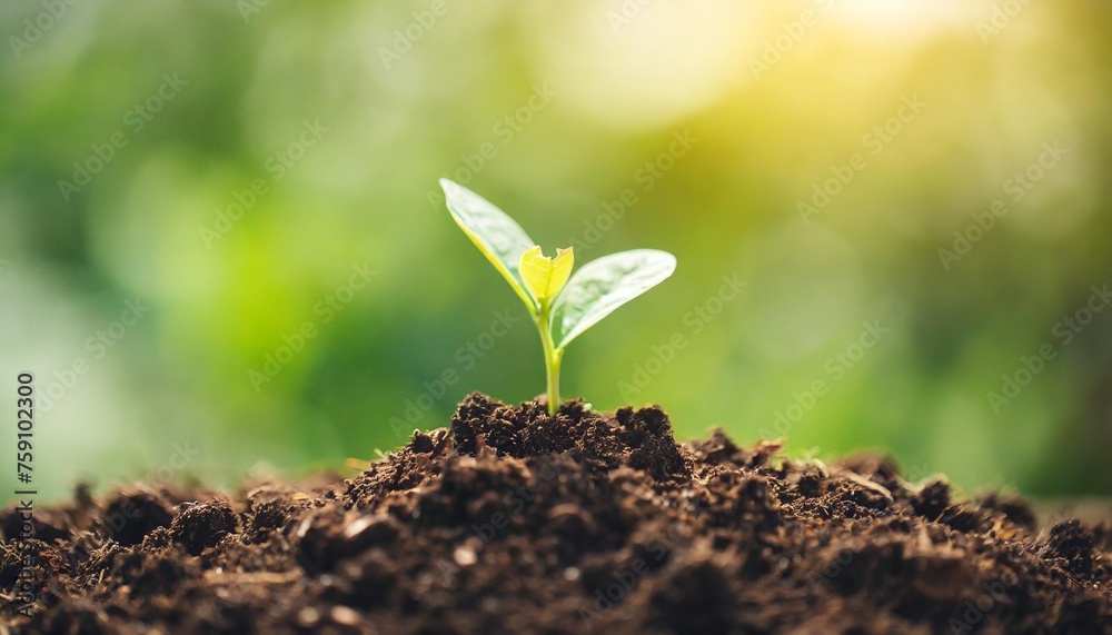 cultivated brown background earth agriculture dry isolated conservation isolated dirtied closeup dirt crop soil botany background rt close fre gardening farm mud field white crop clod environmental - obrazy, fototapety, plakaty 