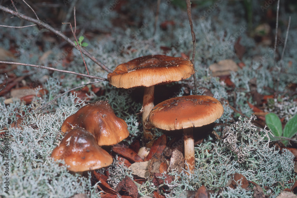 Fototapeta premium Cortinarius sp. Mushrooms of the cortinarius genus have no volva and ring. For the determination it is necessary to examine both young and adult specimens. Monte limbala, Tempio,Sardinia, Italy.