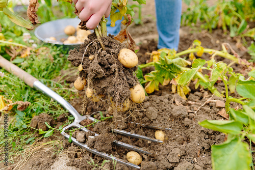Harvesting new potatoes on allotment garden in UK