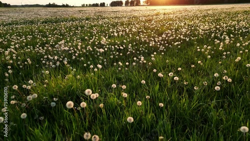 Dandelion seeds flying at the sunset, summer filed with dandelions with sunset. Drone flies forward through white dandelion flowers and fresh spring green grass on pretty meadow. Summer concept.