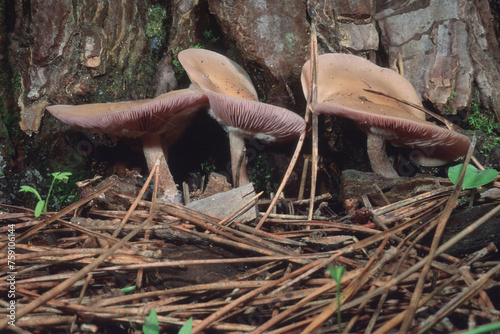 Rhodopaxillus nudus, Wood blewit, Lepista nuda, Wood Blewit edible mushroom growing in forest, Sardinia, Italy photo