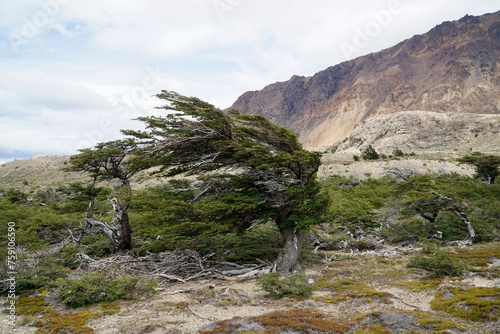Lenga Tree (Nothofagus pumilio, Fagus pumilio) magical old growth tree deformed by the strong wind, Perito Moreno National Park, Patagonia, Argentina