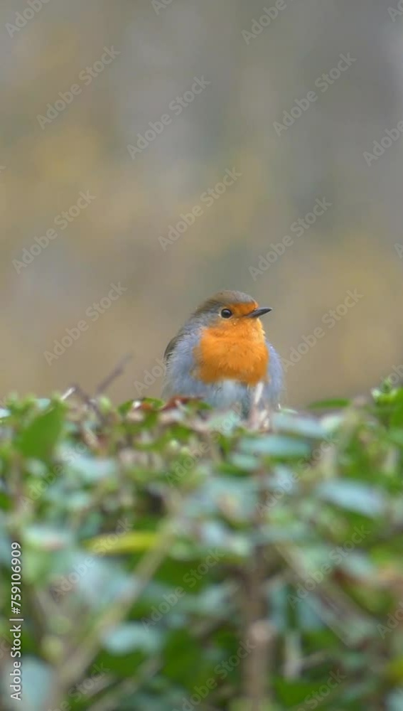Vertical shot of Robin bird sitting on plants under the rain against blur background Vertical shot of Robin bird sitting on plants under the rain against blur background