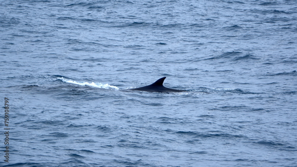 Dorsal fin of a fin whale (Balaenoptera physalus) off Elephant Island, Antarctica Dorsal fin of a fin whale (Balaenoptera physalus) off Elephant Island, Antarctica