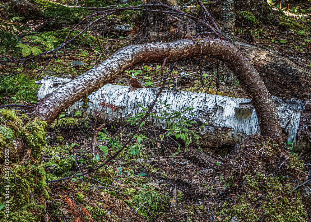 Fototapeta premium Birch log in the woods