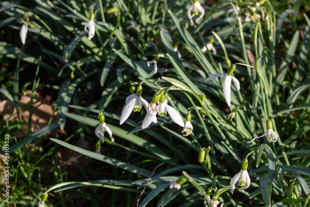 Snowheads bloom in spring. Beautiful blooming in the grass at sunset. A delicate snowflake is one of the symbols of spring. (Amaryllidaceae - Galanthus nivalis) Snowheads bloom in spring. Beautiful blooming in the grass at sunset. A delicate snowflake is one of the symbols of spring. (Amaryllidaceae - Galanthus nivalis)