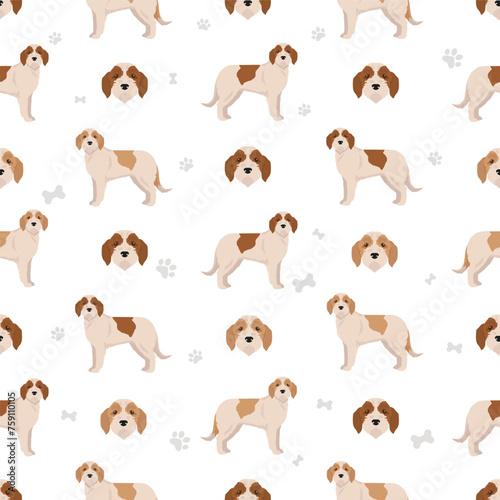 Istrian Coarse-haired hound seamless pattern. Different poses, coat colors set.