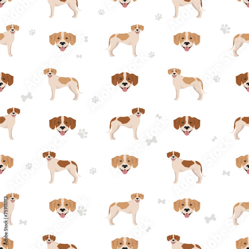 Istrian Short-haired hound seamless pattern. Different poses, coat colors set
