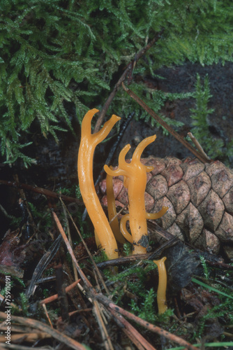 Yellow Stagshorn (Calocera viscosum), fruiting body. A vibrant patch of yellow Kalocera adhesive (Calocera viscosa) growing from a lush bed of moss photo