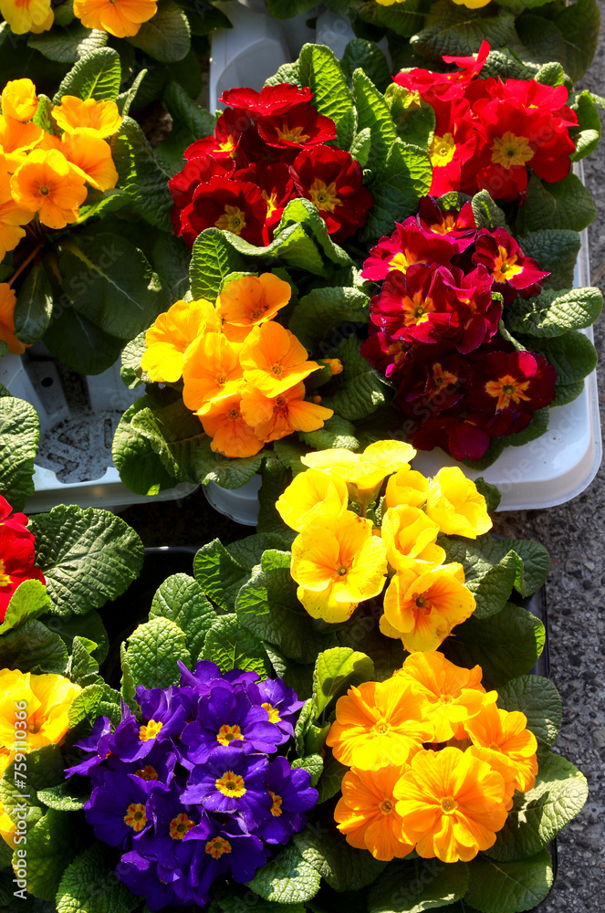 Flower pots with blossomed primroses for sale in florist shop Flower pots with blossomed primroses for sale in florist shop